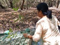 Research Collaboration for Mangrove Conservation & Medical Science | Lanka Mangrove Museum and Learning Center The Wayamba University of Sri Lanka has officially requested permission from the Lanka Mangrove Museum and Learning Center to collect samples of Avicennia marina for a scientific research study. This important research, conducted by the Department of Biochemistry, Faculty of Medicine, aims to investigate the antioxidant properties of Avicennia marina and explore its potential therapeutic benefits for diabetes management.