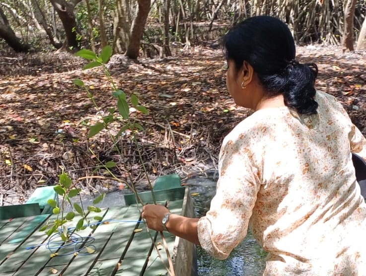The Wayamba University of Sri Lanka has officially requested permission from the Lanka Mangrove Museum and Learning Center to collect samples of Avicennia marina for a scientific research study. This important research, conducted by the Department of Biochemistry, Faculty of Medicine, aims to investigate the antioxidant properties of Avicennia marina and explore its potential therapeutic benefits for diabetes management.