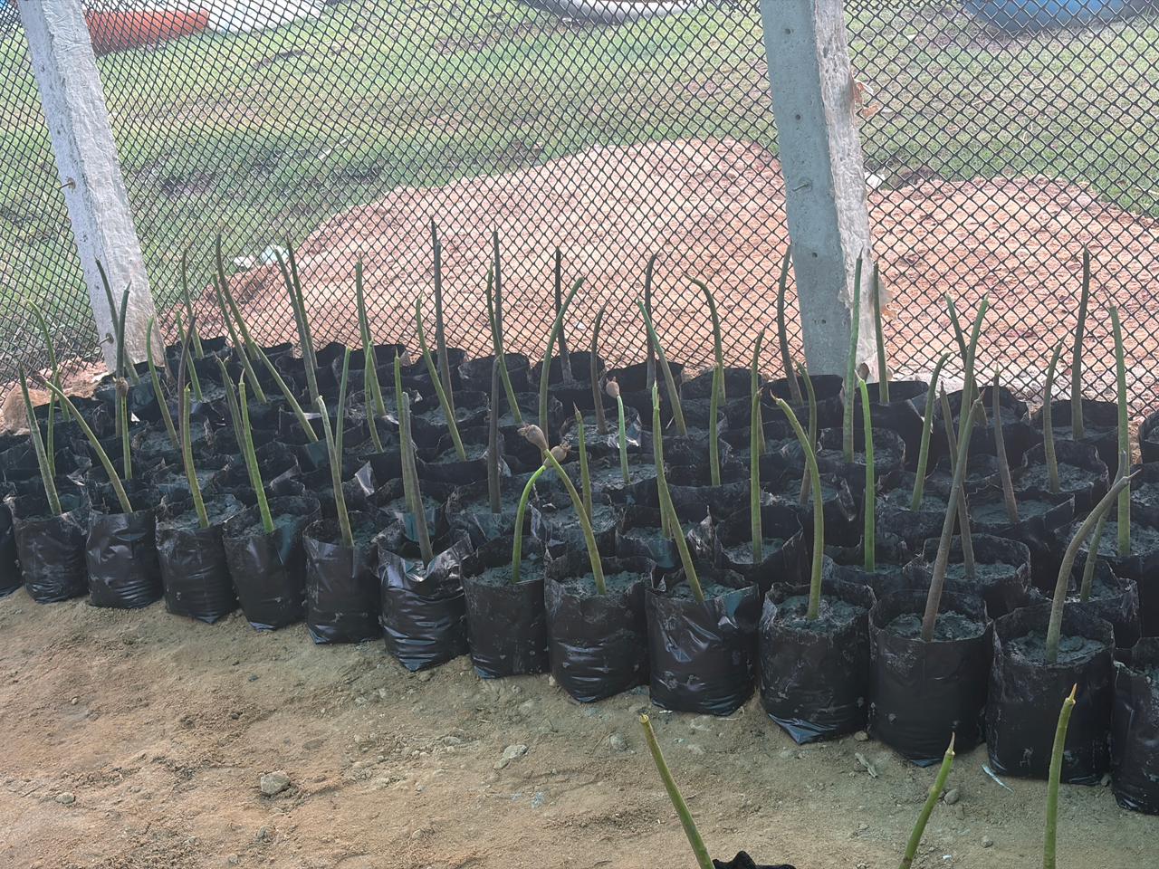 The Lanka Mangrove Museum and Learning Center is pleased to witness the positive impact of its mangrove conservation training programs, as community members from Munaikadu, Batticaloa, have successfully established a mangrove nursery following a recent workshop conducted by the museum. The workshop provided participants with practical knowledge and hands-on training in mangrove ecology, seed collection, nursery establishment, seedling care, and the importance of mangrove ecosystems in protecting coastal communities and supporting biodiversity. Participants actively engaged in the sessions and demonstrated a strong commitment to applying their newly acquired knowledge.