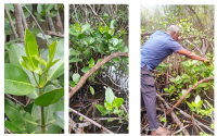 Scientific Research on Rhizophora mucronata Highlights the Potential of Mangrove Plants in Antioxidant Studies | Lanka Mangrove Museum and Learning Center A scientific research study focusing on the medicinal and biological potential of mangrove plants has been conducted using samples of Rhizophora mucronata, one of the important mangrove species found in Sri Lanka.