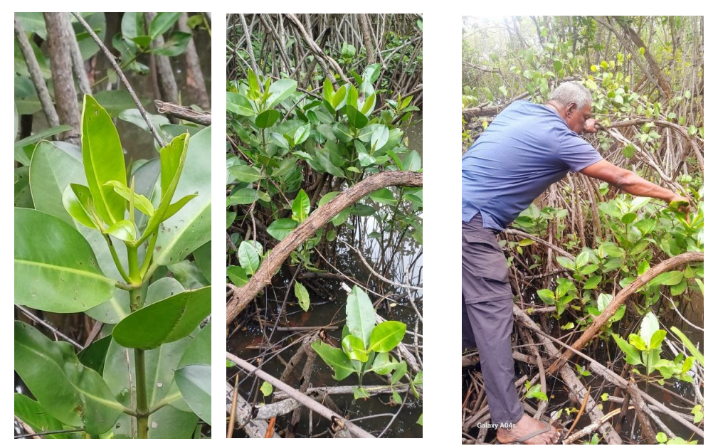 A scientific research study focusing on the medicinal and biological potential of mangrove plants has been conducted using samples of Rhizophora mucronata, one of the important mangrove species found in Sri Lanka.