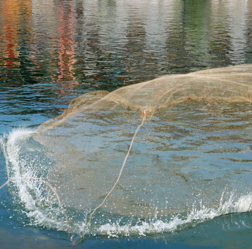 The fishing gear known as the cast net derives its name from its method of operation, as the fisherman throws the circular net over the water by holding it evenly with both hands. Once the net is cast, it spreads out in a circular shape and sinks rapidly, trapping fish or shrimp beneath it. A weighted line attached around the edge of the net helps it close as it is retrieved, preventing the catch from escaping. This traditional fishing method requires considerable skill and experience to ensure that the net opens fully and lands accurately over the target area.