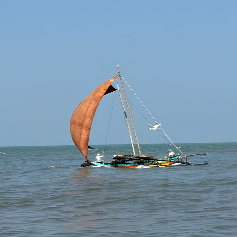 The sail outrigger canoe is a distinctive traditional fishing craft that has been used for generations in Sri Lanka's coastal and lagoon fisheries. In the past, fishermen constructed these canoes from large timber logs of durable tree species such as jackfruit (Artocarpus heterophyllus), mango (Mangifera indica), and milla (Berrya cordifolia). A single log was carefully hollowed out to form the main body of the canoe, which typically measured between 25 and 30 feet in length. During the 1970s and 1980s, each sail outrigger canoe operating in the Pambala–Chilaw Lagoon usually carried about six fishermen, enabling them to fish cooperatively over long distances.