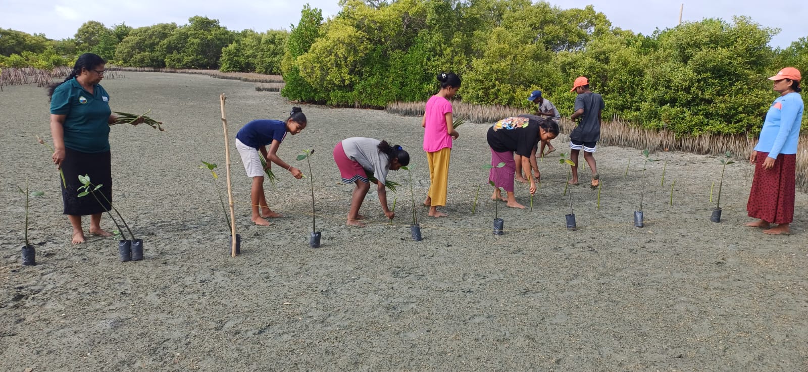 In celebration of International Mangrove Conservation Day, a mangrove restoration programme was successfully carried out today at the Kalpitiya Lagoon, where 960 Red Mangrove (Rhizophora mucronata) saplings were planted.