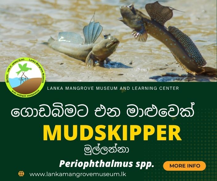 Mudskipper ගොඩබිමට එන