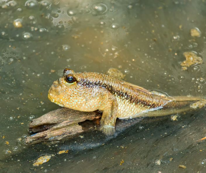 Mudskipper ගොඩබිමට එන
