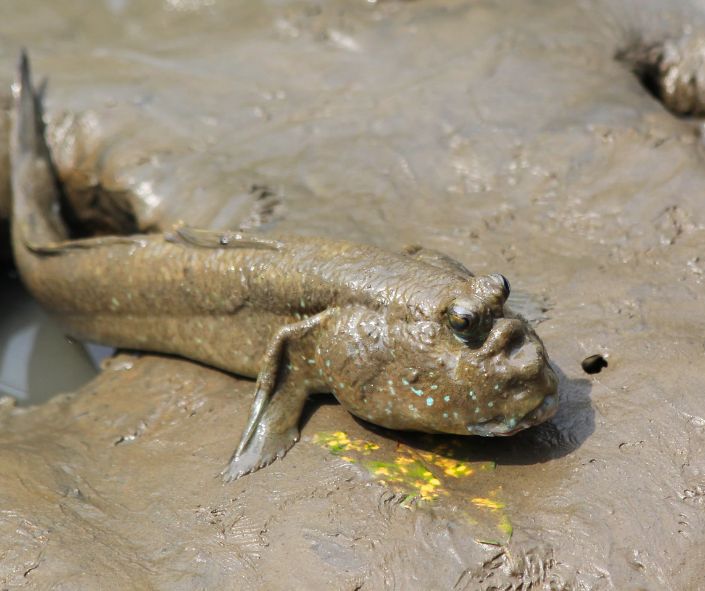 Mudskipper ගොඩබිමට එන