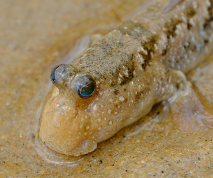 Mudskipper ගොඩබිමට එන