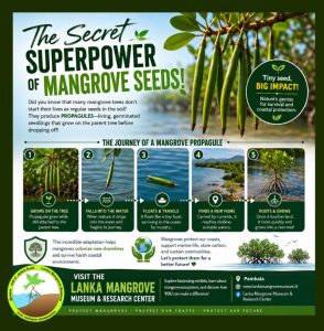Did you know that many mangrove trees don't start their lives as regular seeds in the soil? Instead, they produce propagules—living, germinated seedlings that grow right on the parent tree before dropping off!