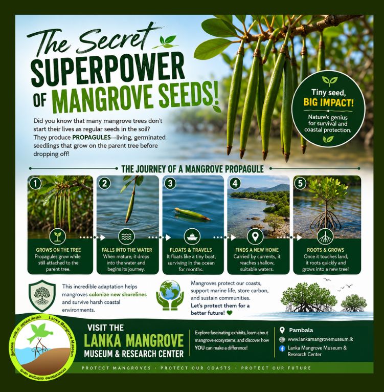 Did you know that many mangrove trees don't start their lives as regular seeds in the soil? Instead, they produce propagules—living, germinated seedlings that grow right on the parent tree before dropping off!