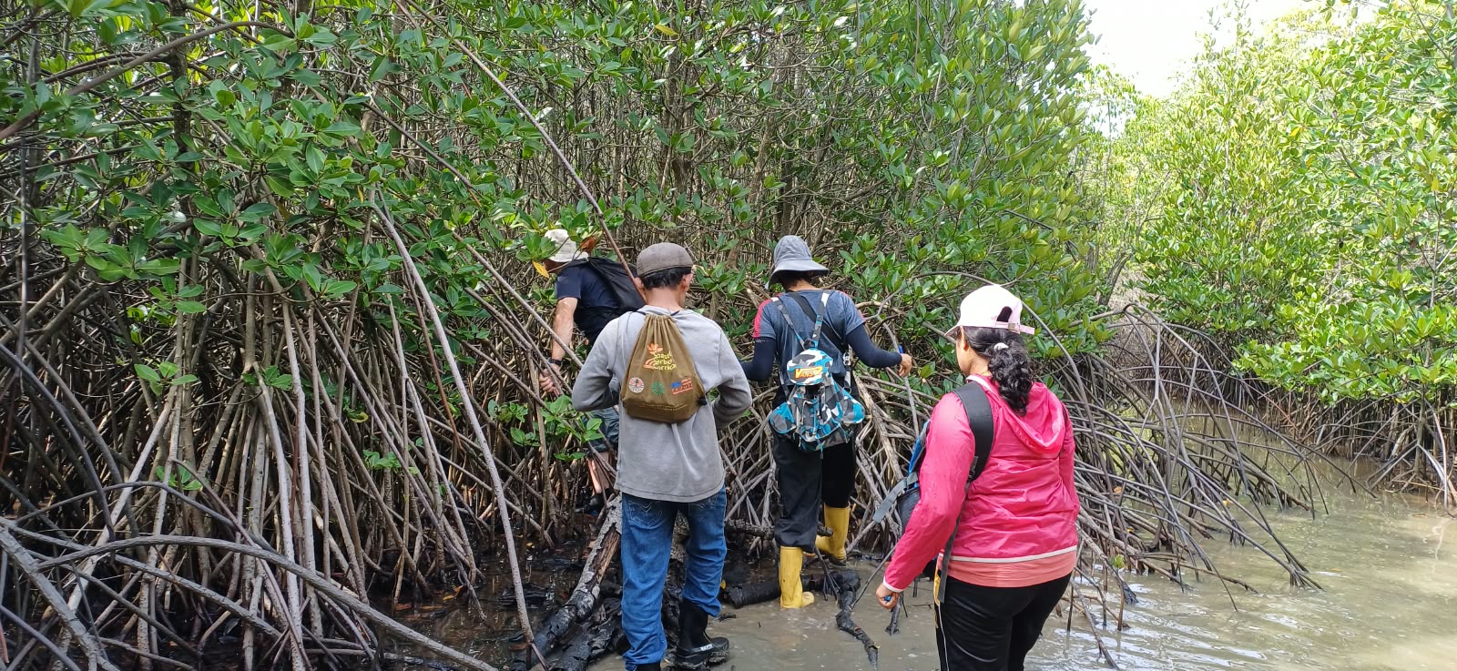 A research study was conducted on 12 October 2026 to investigate mangrove saplings planted in 1994, 1996, and 1998 in the Pambala–Chilaw Lagoon area. The study aimed to examine these historical mangrove plantations and contribute to a better understanding of long-term mangrove growth and conservation.