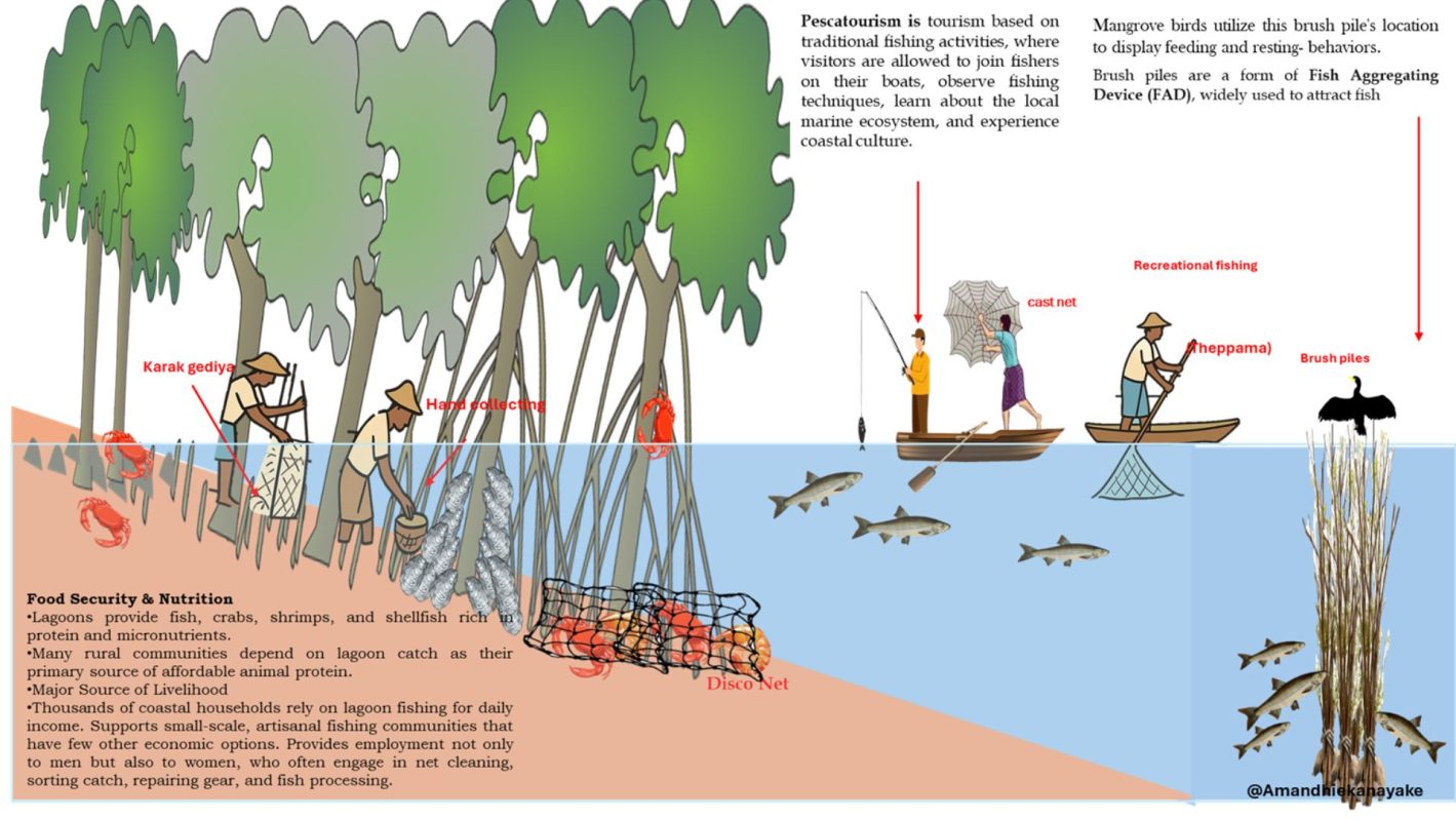 The success of lagoon fisheries is strongly linked to the life cycles of fish, crabs, and shrimp, all of which depend on mangrove habitats during their most vulnerable stages. Many fish species spawn in deeper lagoon or coastal waters, but their larvae and juveniles settle among mangrove prop roots, where the complex root structure provides shelter from predators and abundant food, allowing rapid growth before they migrate back to open lagoon areas as adults. Crabs also rely on mangroves throughout their life cycle: their larvae develop in coastal waters, but juveniles return to mangrove mudflats and root systems, which offer ideal conditions for hiding, feeding, and molting—a critical stage that requires protection. Similarly, shrimp follow an offshore–estuarine life cycle in which post-larvae enter lagoon and mangrove creeks to grow, taking advantage of the nutrient-rich, sheltered environment before moving to open waters as adults. Because these species use mangroves as nursery grounds, feeding areas, and refuge habitats, mangroves significantly enhance juvenile survival and recruitment. This increased productivity directly supports higher and more stable fish, crab, and shrimp catches, making mangrove ecosystems essential to the long-term success and sustainability of lagoon fisheries.